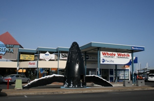 Whale Watching Season