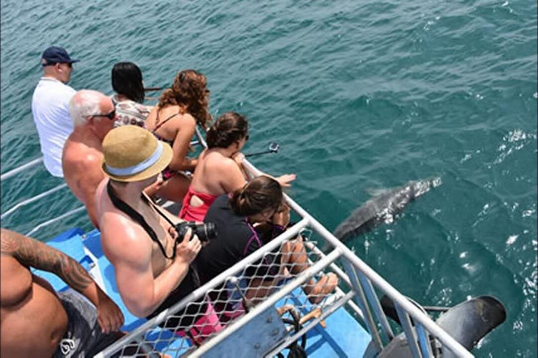 Dolphin Cruise with Brisbane Transfers, Family Scarborough QLD