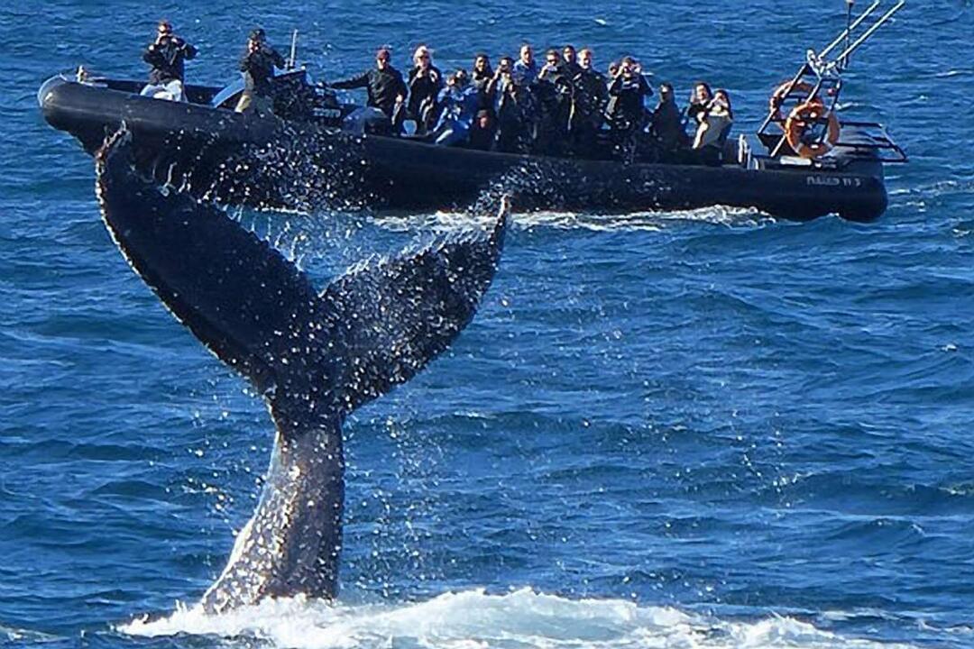 Whale Watching in a Fast Military Boat from Manly - Gift Voucher or Instant Booking - Manly NSW