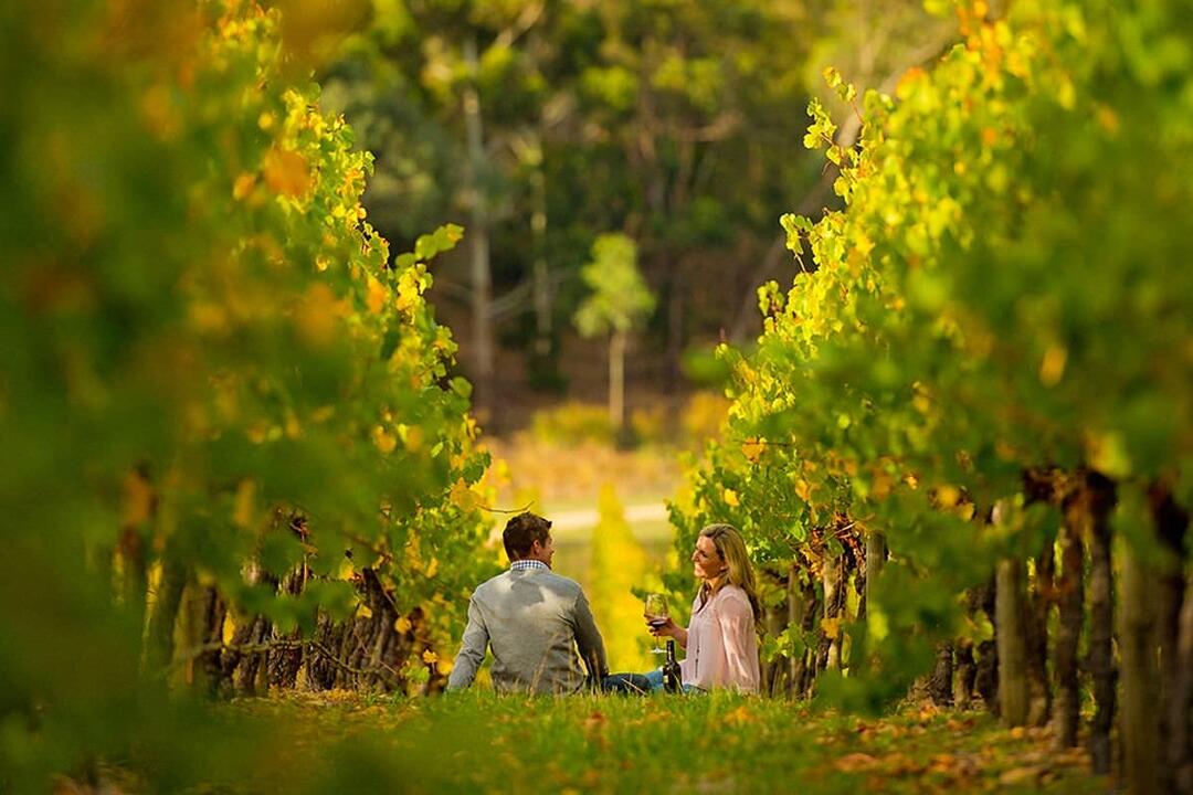 Full Day McLaren Vale Gourmet and Wine Tour Adelaide SA