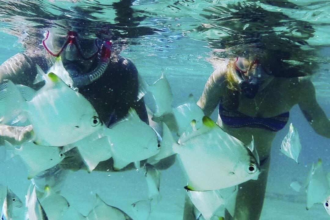 Dolphin Kayaking and Snorkelling Family Tour - Gift Voucher or Instant Booking - Surfers Paradise QLD