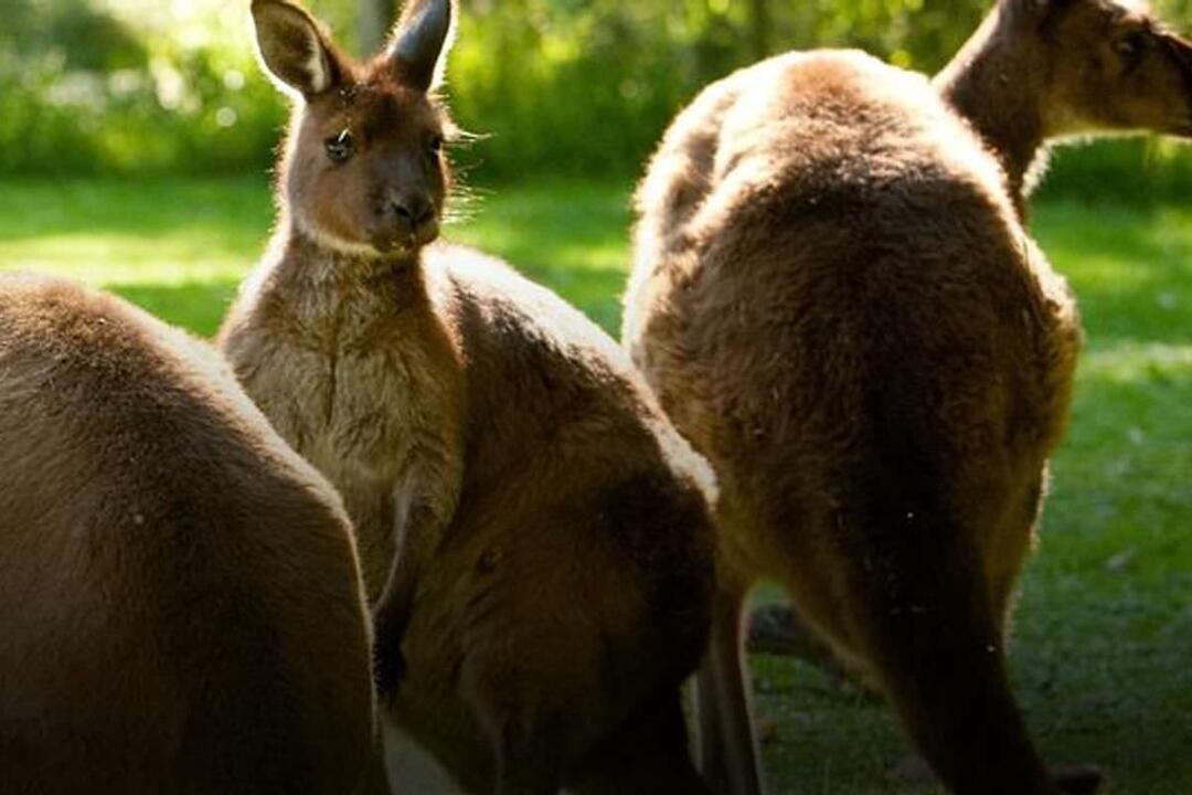 Sanctuary Tour with Lunch for 2 at Levantine Hill Melbourne City Centre VIC