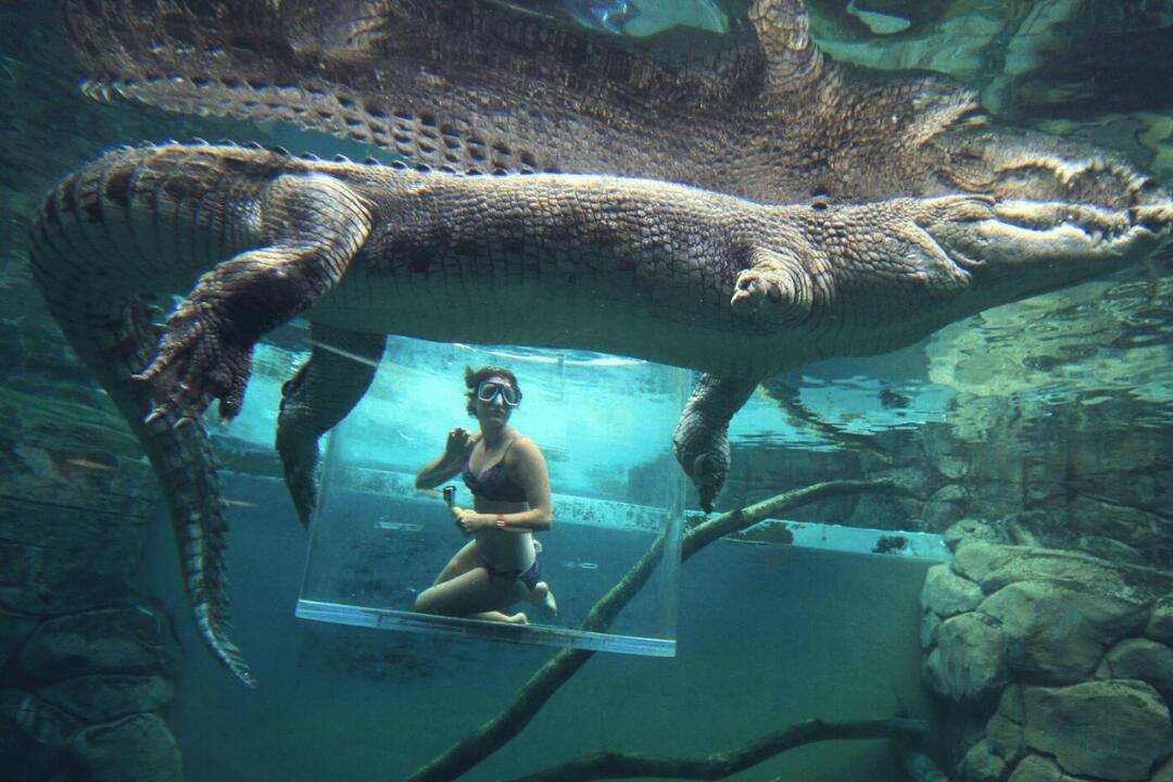 Crocodile Cage of Death for Two Darwin NT