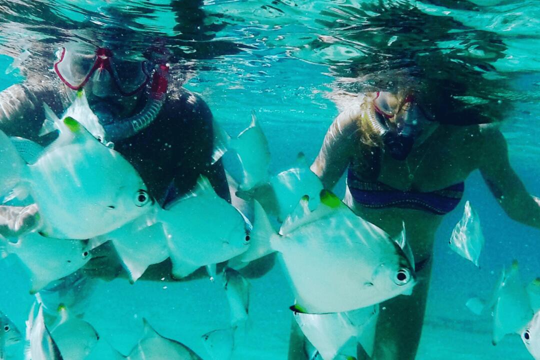 Dolphin Kayaking and Snorkelling - Gift Voucher or Instant Booking - Surfers Paradise QLD