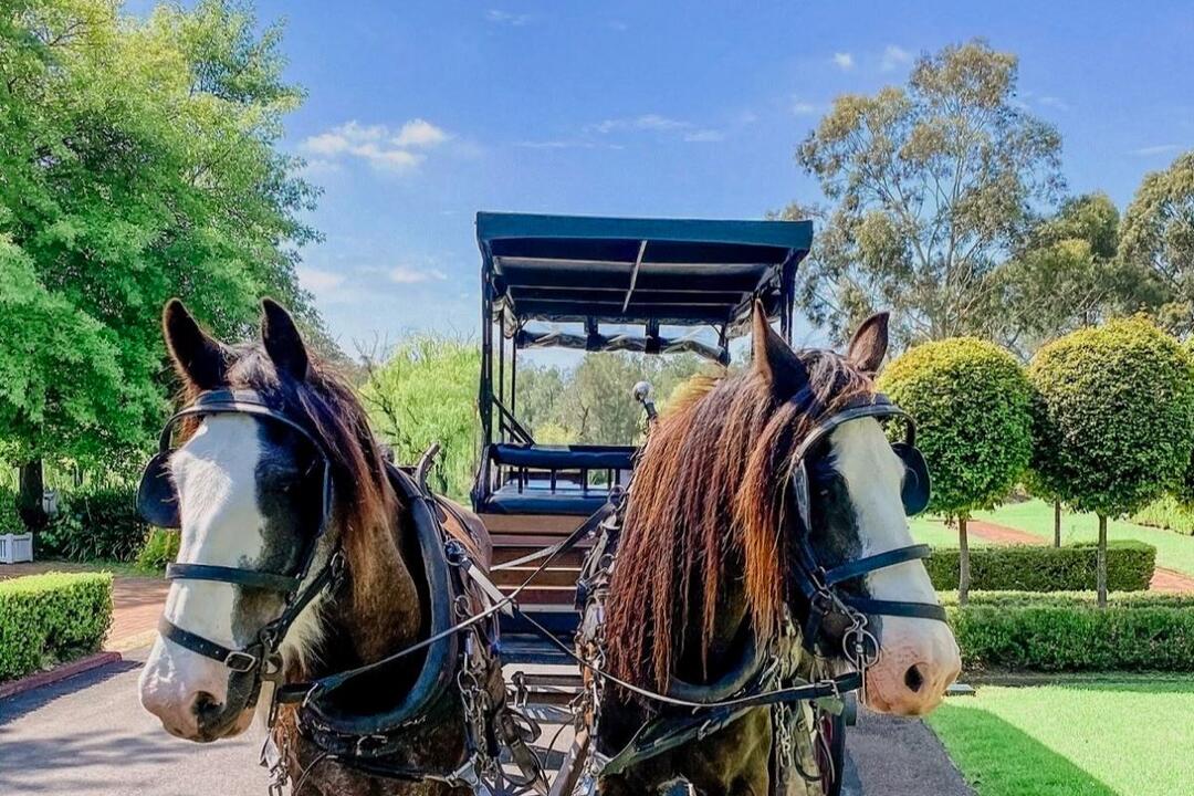 Horse and Carriage Wine Tour Instant Booking - Pokolbin NSW