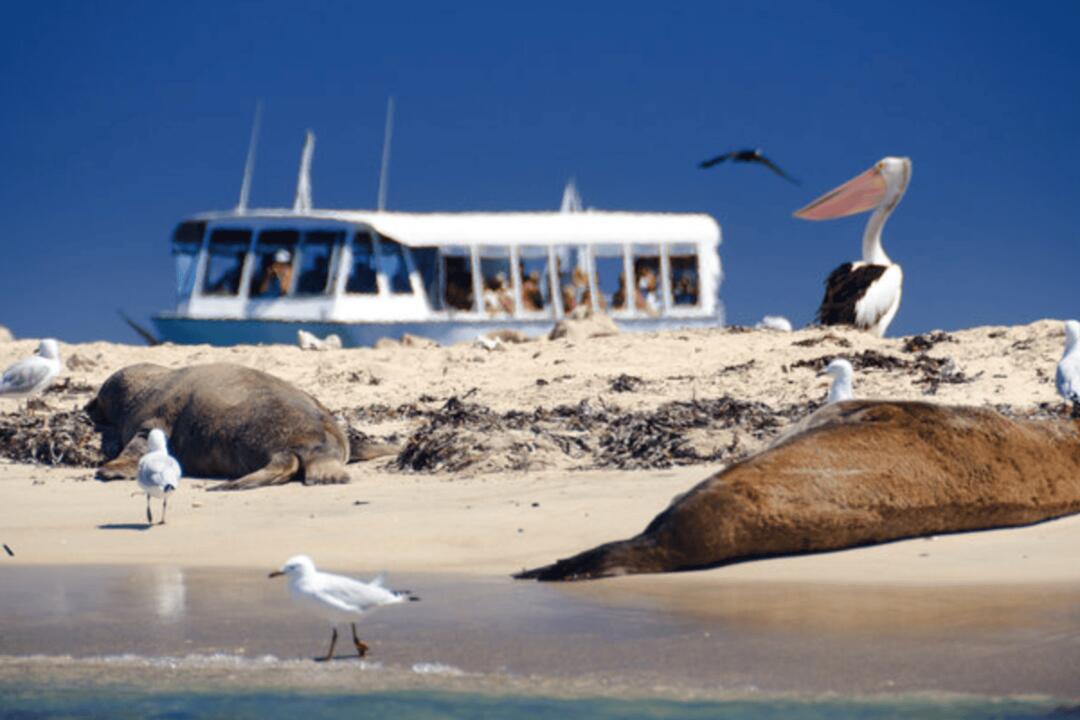 Dolphin, Penguin and Sea Lion Cruise Rockingham WA