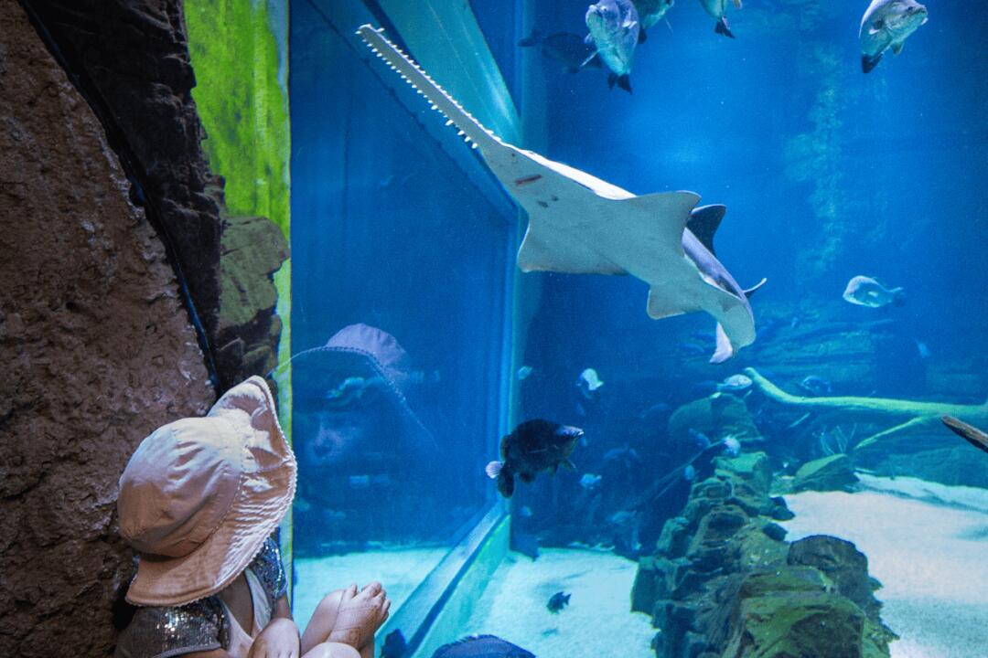 Cairns Aquarium General Admission Gift Voucher - Cairns QLD