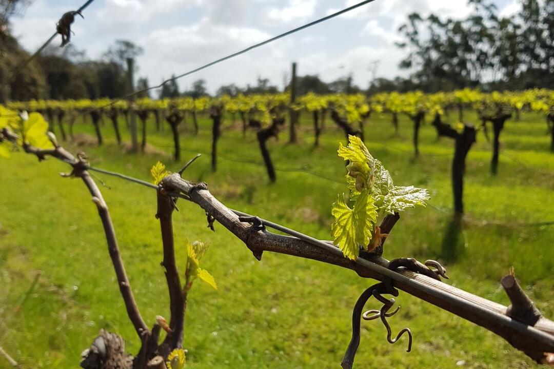 Bespoke Tour of the Margaret River for Two Margaret River WA