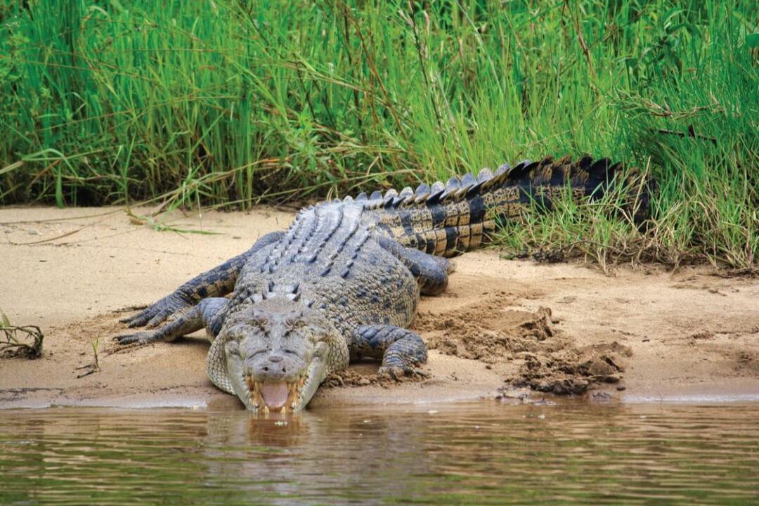 Daintree Crocodile Cruise and Tour - Gift Voucher or Instant Booking - Daintree QLD