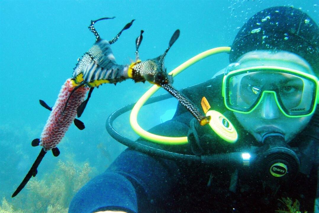 Discover SCUBA Dive Instant Booking - Portsea VIC