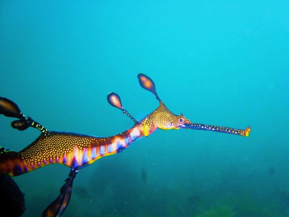 Snorkel with Sea Dragons Instant Booking - Portsea VIC