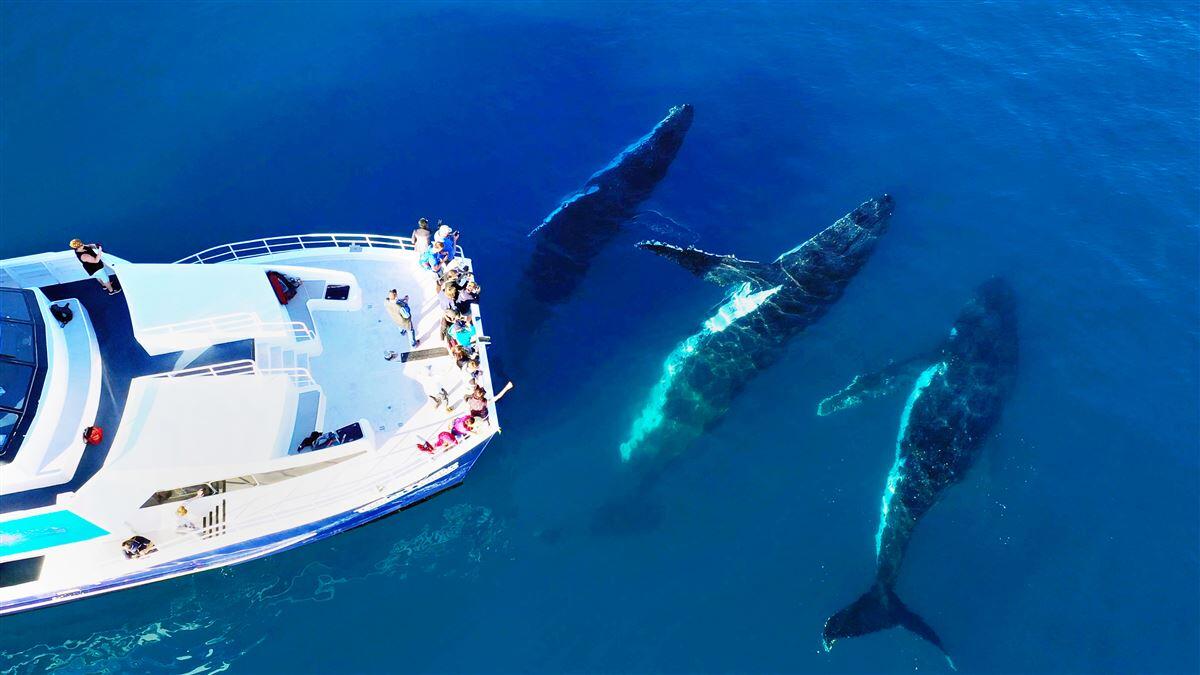 Half Day Whale Watching Encounter - Gift Voucher or Instant Booking - Tasman Venture QLD