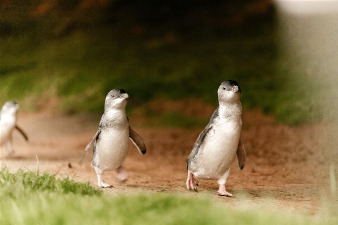 Phillip Island Penguin Parade & Koala Highlights - Gift Voucher or Instant Booking - Ventnor VIC
