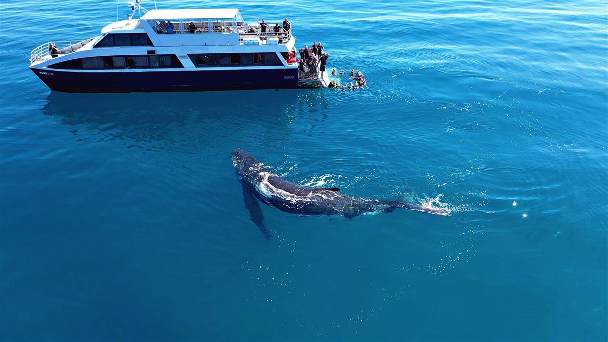 Remote K'gari Whale Experience - Gift Voucher or Instant Booking - Hervey Bay QLD