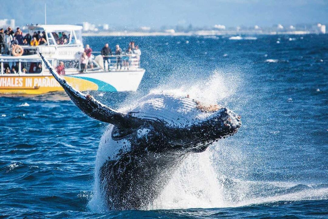 Whales In Paradise Adult Pass Gift Voucher - Surfers Paradise QLD