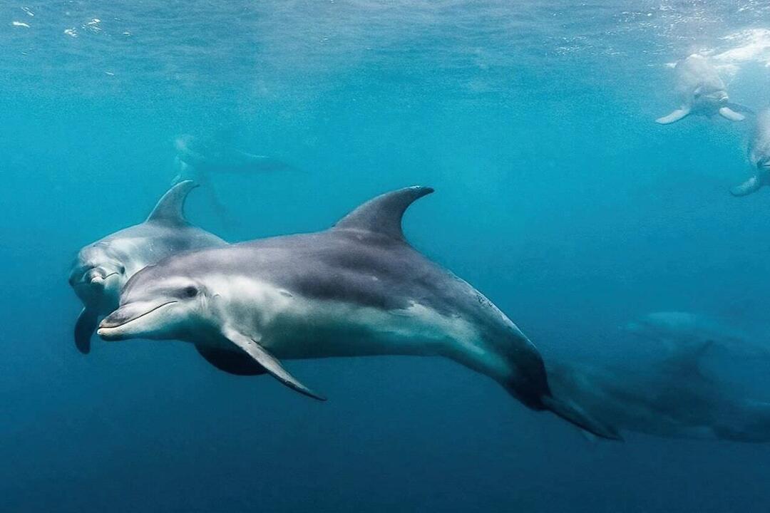 3-hour Dolphin and Seal Sightsee - Gift Voucher or Instant Booking - Sorrento VIC