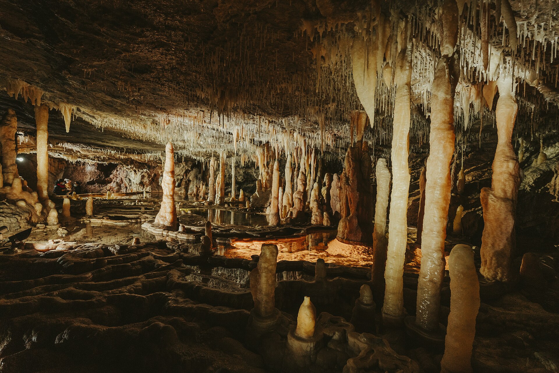 Buchan Caves are formed in 380 million year old limestone that was laid down when the area was covered by a shallow sea. Fossilised sea creatures are visible embedded in the walls of the caves. The caves include almost four kilometers of underground passages and chambers leading to six entrances. Local wildlife includes lyrebirds, boobook owls, king parrots and brush-tailed possums. The district was set aside as a stock reserve in 1887 and the caves were opened for visitors in 1907.