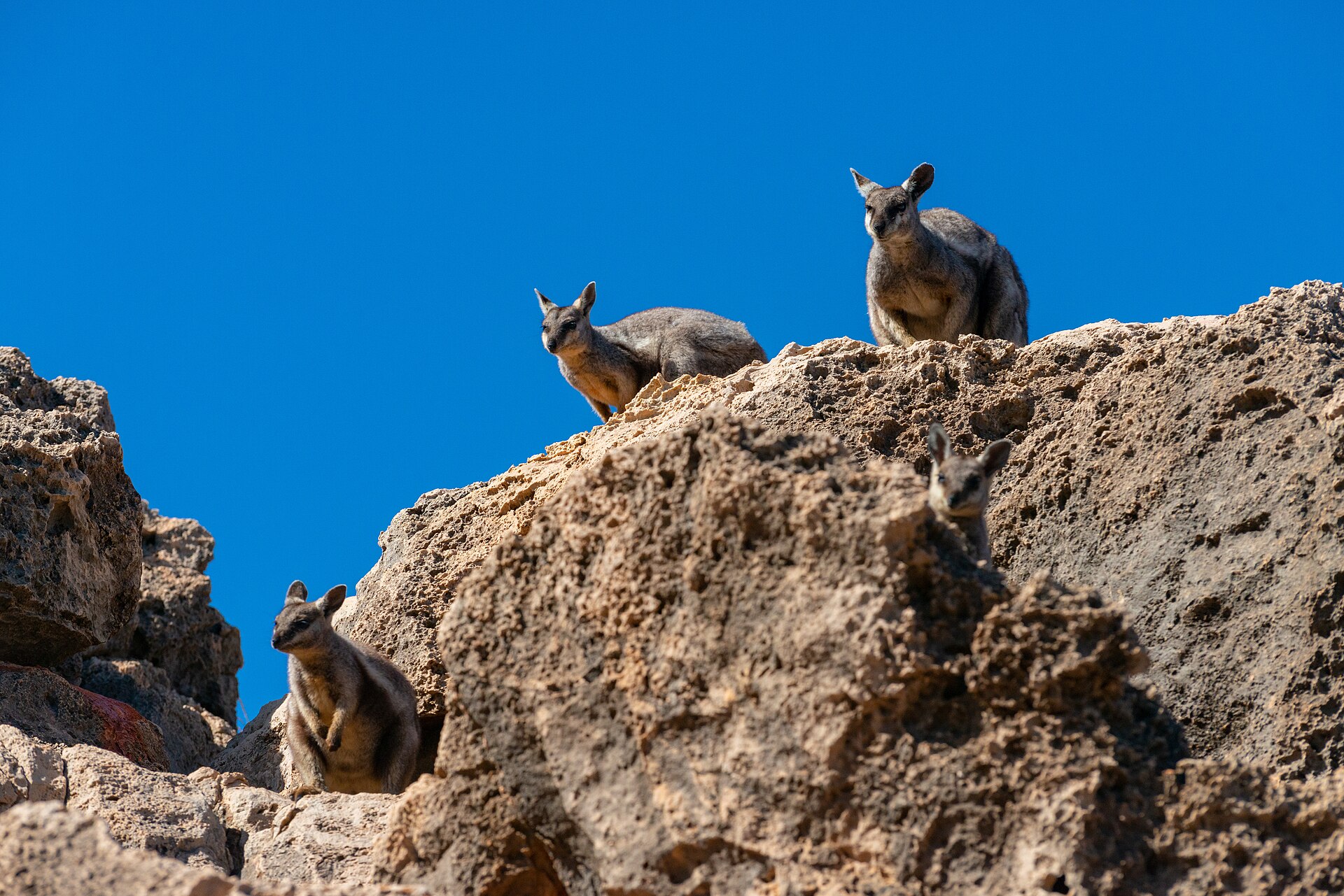 Black-flanked rock-wallabies, Yardie Creek, Cape Range National Park, Western Australia