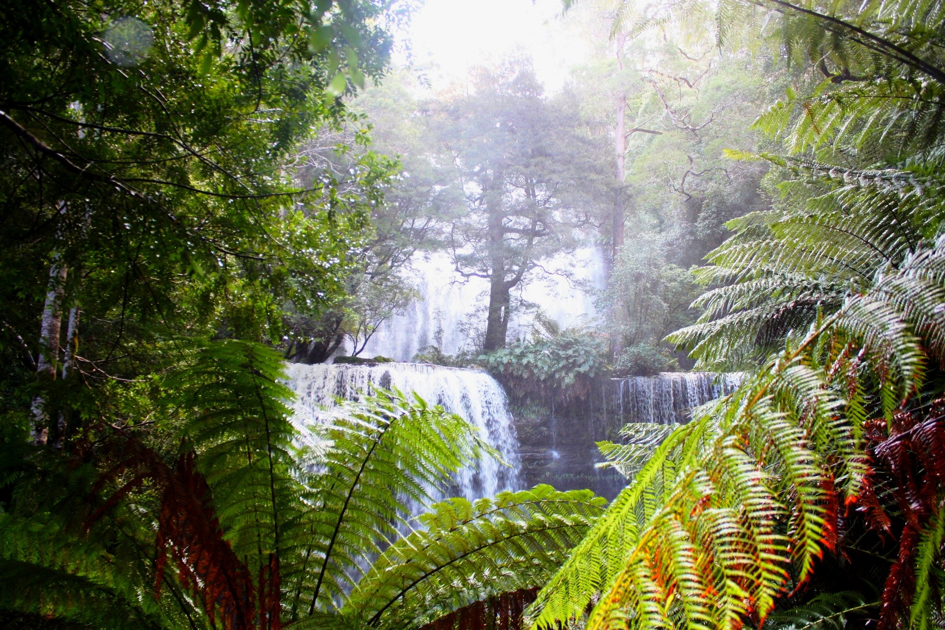 This beautifull falls falling in the rainforest under mainy Tree and Fern Tree from many thousand year ago