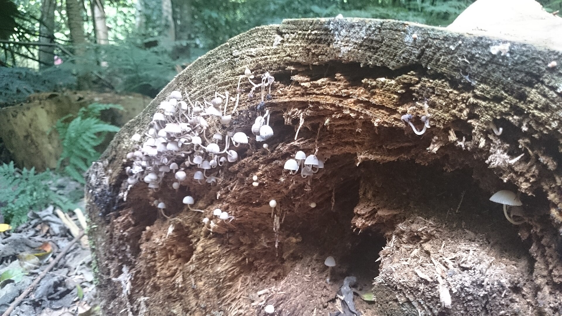 Mushrooms Wollemi national Park NSW