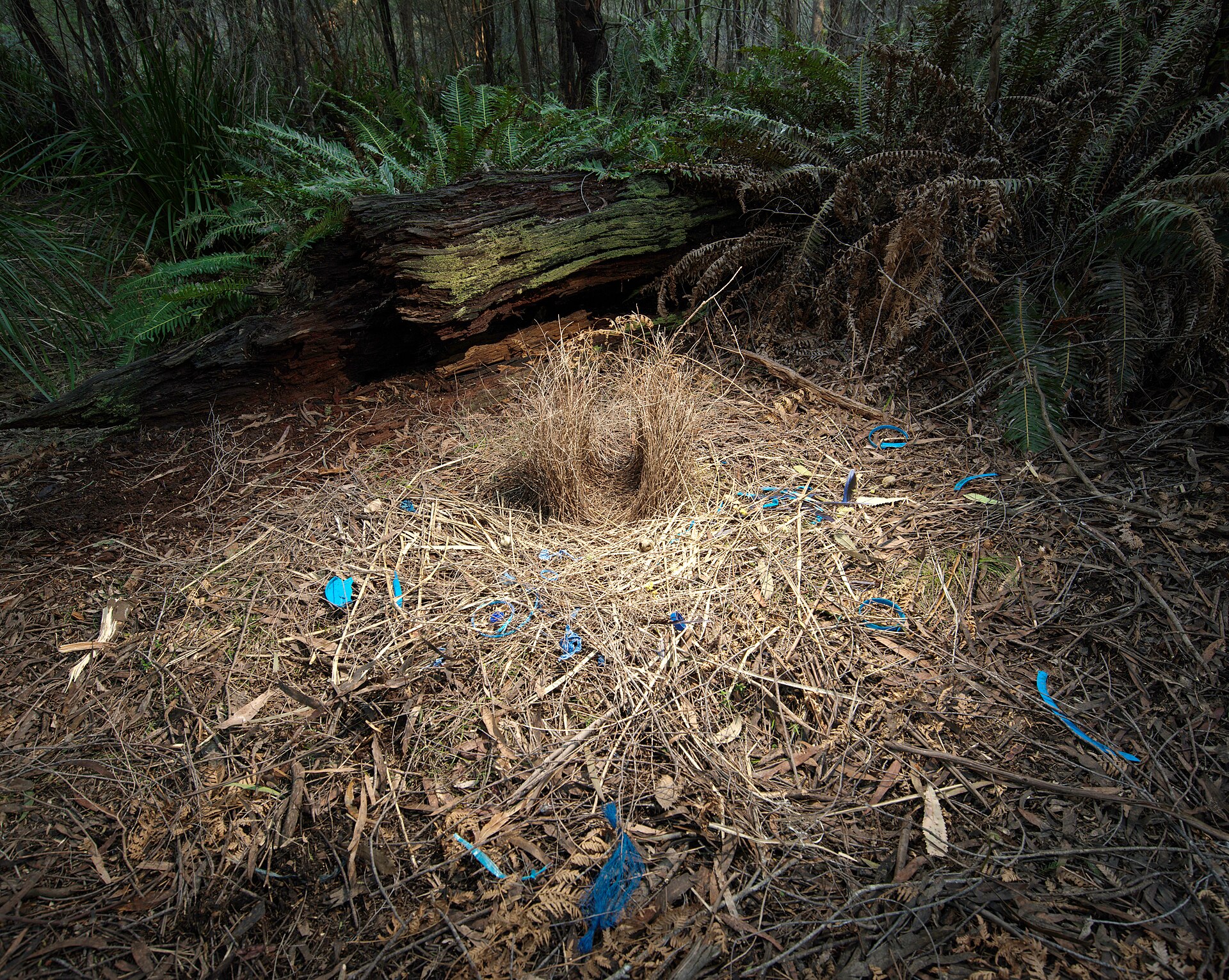 Wollemi NP